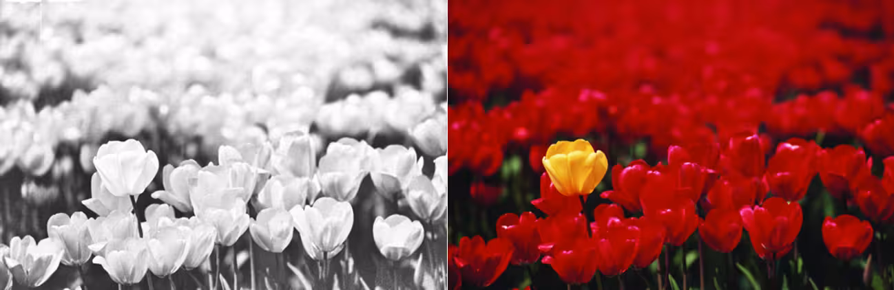 uma fotografia em preto e branco de um campo de tulipas e uma fotografia colorida de tulipas vermelhas e uma tulipa amarela em um campo